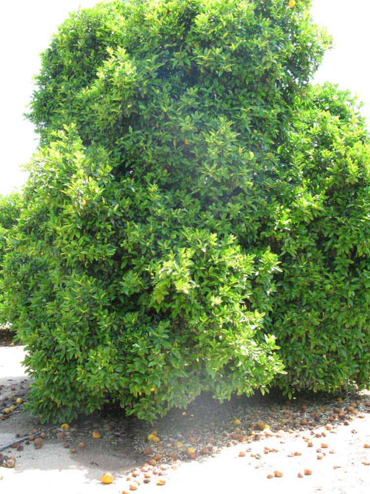            Habit (Riverside, CA)   